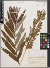 Foto von Salix cinerea L. x Salix viminalis L.
